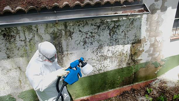 Top rated local Basement Mold Removal specialists in Norfolk, VA